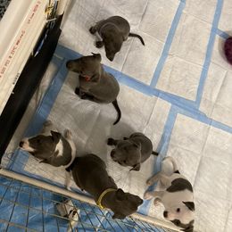 Whippet Puppies from Moodyblues Whippets