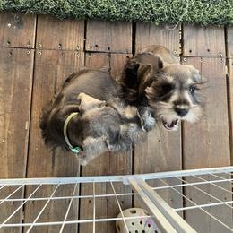 Seth - Salt and pepper male Miniature Schnauzer puppy in San Bernardino, California from Rose Lane Schnauzers