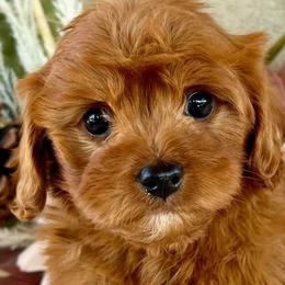 Bernedoodles and Cavapoos from Cascade Springs Doodles