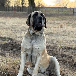 Nelly - Mastiff