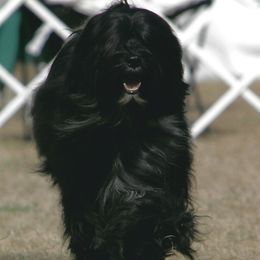 Tibetan Terriers from Dioghe Tibetan Terriers