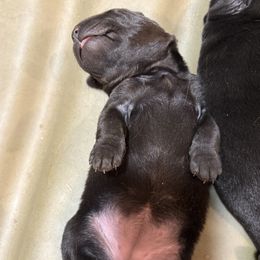 Black Lab Female Pup 2nd Pick - Black female Labrador Retriever puppy in Freeport, Illinois from Rock Hollow Retrievers