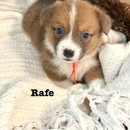 Pembroke Welsh Corgi Puppies from Sarah Ledford