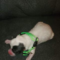 Sporty Mix Puppies from Eternal Symmetry