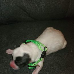 Sporty Mix Puppies from Eternal Symmetry