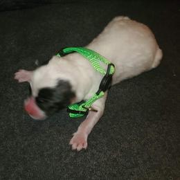 Sporty Mix Puppies from Eternal Symmetry