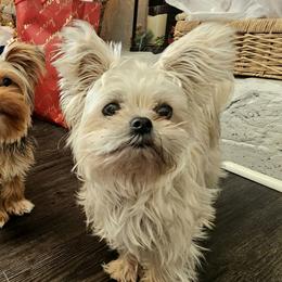 Shorkies and Yorkshire Terriers from Passion Pups TN