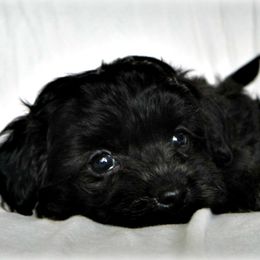 Havanese Puppies from Denise Clark