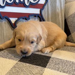 Ember - Golden female Golden Retriever puppy in Olathe, Colorado from Duck Dogs Colorado