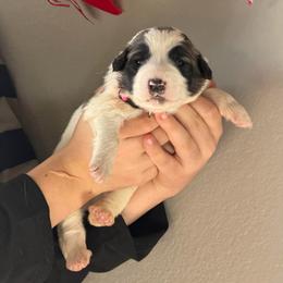 Velocity- pink - Badger female Colorado Mountain Dog puppy in Cotopaxi, Colorado from Once Upon A Moose (OUM)