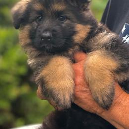 Female 3 - Black and red female German Shepherd puppy in Winchester, Kentucky from Drache Feld