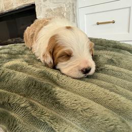 Bernedoodle, Cavapoo, Havanese, and Havapoo Puppies from Lady Paws Puppies - Cassie