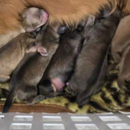 Jasper - Red male Dachshund puppy in Windom, Minnesota from Aster Creek Dachshunds & Australian Shepherds