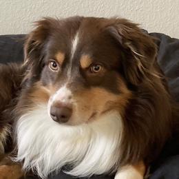 Australian Shepherds from CTR Farmstead