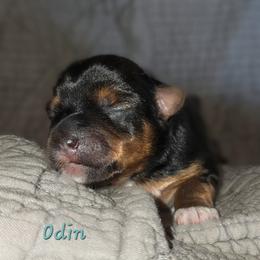 Odin - Black and tan male Yorkshire Terrier puppy in Vancouver, Washington from Yorkastle Kennels