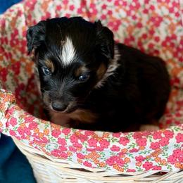 Yellow collar - Black tri-color female Aussiedoodle puppy in 32046, Florida from River Hill Ranch