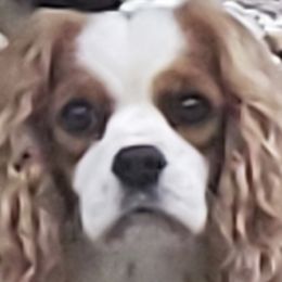 Polly - Cavalier King Charles Spaniel