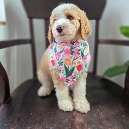 Myla - Yellow and white female Bernedoodle puppy in Wagener, South Carolina from Noble Friend Breeders LLC