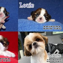 Shih Tzu All Grown Up from Arizona Shih Tzu