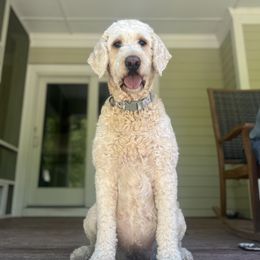 Kali - Goldendoodle