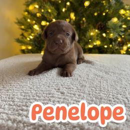 Penelope - Chocolate female Labrador Retriever puppy in Lucasville, Ohio from Backwoods Labradors