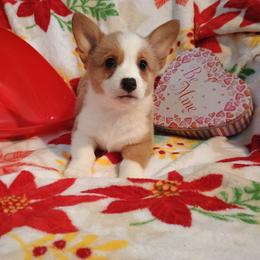 Girl 1 - Red and white female American Corgi puppy in Pioneer, Michigan from Country Corners Corgis