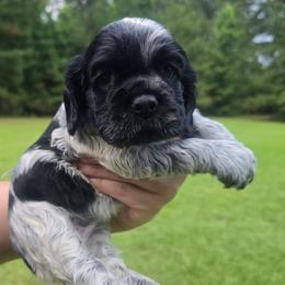 Breeze - Blue roan female Cocker Spaniel puppy in Florence, South Carolina from Reddick's American Cocker Spaniels
