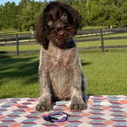 Purple Girl - Liver and white female German Wirehaired Pointer puppy in Reddick, Florida from Afterhours German Wirehaired Pointers and Basset Fauve de Bretagne