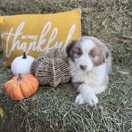 Girl 1 - Red tri-color female Australian Shepherd puppy in San Bernardino, California from Zermeno Ranch
