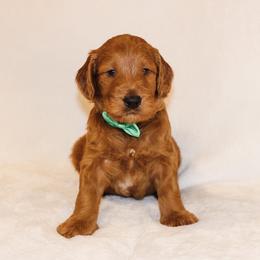 Goldendoodle Puppies from Celebrity Doodles DFW
