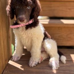 Toffee - Parti female Poodle puppy in Otto, North Carolina from Wild Suns Farm