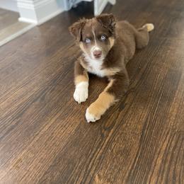 Australian Shepherd Puppies from Malin Family Aussies