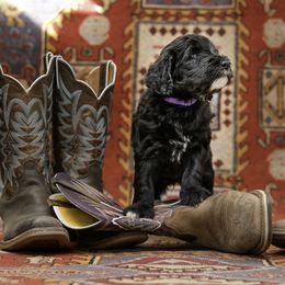 Goldendoodle Puppies from Dandy Doodles