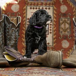 Goldendoodle Puppies from Dandy Doodles