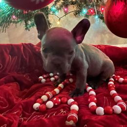 French Bulldog Puppies from Thornquest