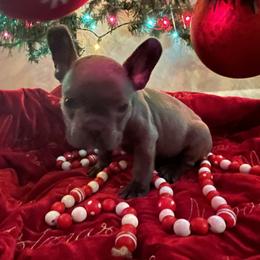 French Bulldog Puppies from Thornquest