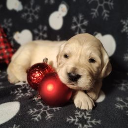 Amelia - Light golden female Golden Retriever puppy in Seymour, Missouri from High Road Golden Retrievers