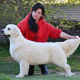 Fortune - Golden Retriever