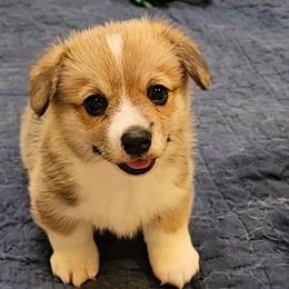 Boy 1 - Red male Pembroke Welsh Corgi puppy in Ripley, West Virginia from Kari's Pembroke Welsh Corgis