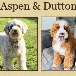 Australian Labradoodle puppies from Mountain Home Doodles