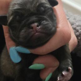 Boy 3 - Fawn male Pug puppy in Keysville, Georgia from Rollee Pollee Pugs