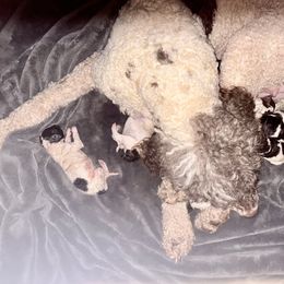 Pecan - Parti male Poodle puppy in Meadowbrook, California from Standard Poodle Pups