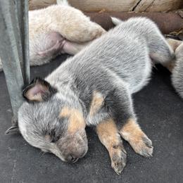 Boy 3 - Blue speckled male Australian Cattle Dog puppy in Valley Mills, Texas from Bottoms Up Cattle Dogs