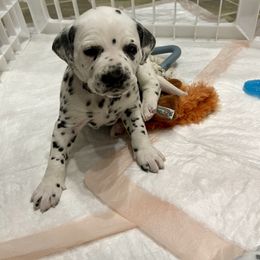 Silver Collar Female - Dalmatian puppy in Pikeville, Kentucky from Blue Moon Dalmatians