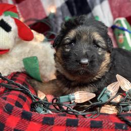 Xander - Blue - Black and red male German Shepherd puppy in Iola, Wisconsin from DeFelice's German Shepherds