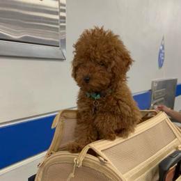 Poodle Puppies from CashEuro Poodles