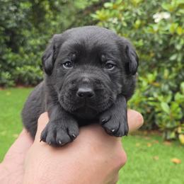 Mo - Black male Labrador Retriever puppy in Gaffney, South Carolina from Circle D Farms