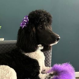 Spencer - Poodle