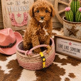 Goldendoodle and Poodle Puppies from Mustanghills Doodles and Poodles