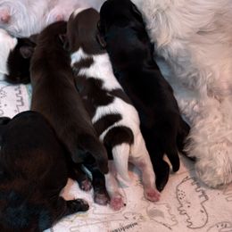 Shih Tzus from Christy Hyde
